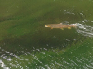 Green river fly fishing guides with trophy wild brown trout ready to br safely released back into the green river.