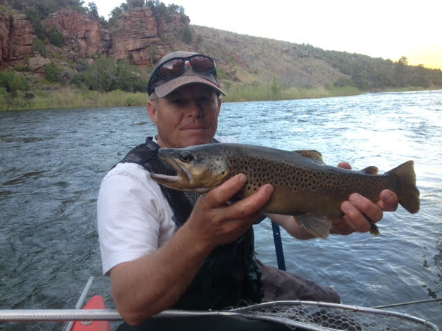Green River Wild Brown Trout Trophy Wild Brown Trout In Fly Fisherman's Hands about To Be Safely Released Back Into The Green River By Dutch John Resort